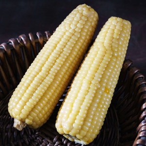 根黄白花黑糯玉米新鲜粘玉米棒非真空装早餐速食黏玉米棒